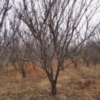 出售黑龍江哈爾濱果園李子，5-10公分，冠行好