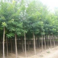國(guó)槐苗價(jià)格國(guó)槐樹價(jià)格河南國(guó)槐行情