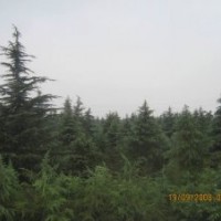 雪松小苗，粗20公分雪松1600元；