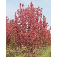 長期供應北美海棠-絢麗