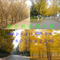 供應銀杏樹