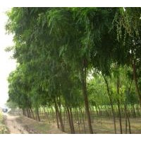 供應(yīng)刺槐，刺槐小苗，山西省刺槐，刺槐價格。