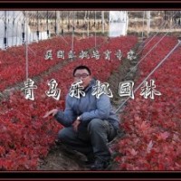 特價(jià)美國紅楓扦插苗優(yōu)惠