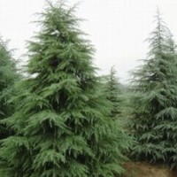 江蘇雪松，H5.5M雪松500元；