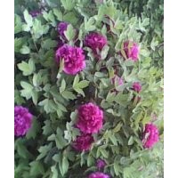 出售名貴大齡牡丹