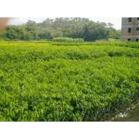 大量供應(yīng)優(yōu)質(zhì)沉香苗沉香樹(shù)