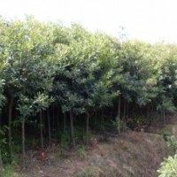 長期供應海桐、水蠟球、重陽木等苗木