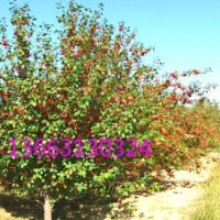 上百年古海棠樹