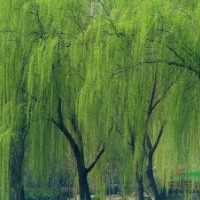 供應(yīng)垂柳、紅白玉蘭、杜英