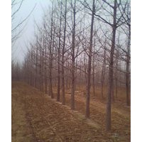 低價(jià)供應(yīng)銀杏樹