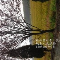 供應(yīng)紫葉李4公分，5公分，6公分，7公分，8公分，10公分