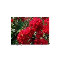 美國紅玫瑰紅紫薇苗 玫瑰紅紫薇,紅葉櫻花,河南檜柏