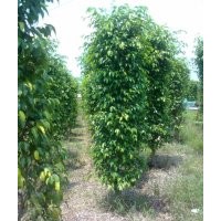 綠化苗木垂葉榕柱-基地綠化苗木垂葉榕柱苗木價(jià)格