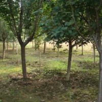 供應(yīng)綠化用櫻花