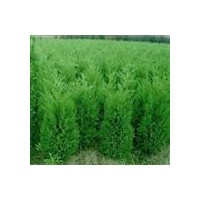 銷售側(cè)柏，側(cè)柏