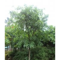 四川瀘州興隆園林成都8-150cm黃葛樹，瀘州黃葛樹，黃葛樹苗圃