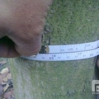 大量批發(fā)白玉蘭8—20公分 成都白玉蘭苗木