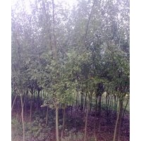 垂絲海棠小苗 垂絲海棠3-10cm