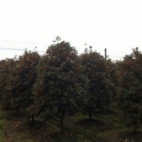 成都千蜀園林丹桂基地供應各種規(guī)格丹桂 精品丹桂