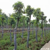 萍蔢，萍蔢應(yīng)用，萍蔢景觀樹，瀘州萍蔢，萍蔢習(xí)性