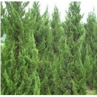 龍柏2.5米高度 數(shù)量10000棵 土地到期