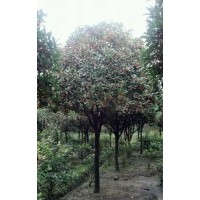 供應10公分朱砂桂