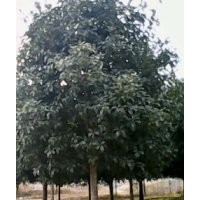 八月桂，紅露珍茶花，紅楓，紫薇，香樟，柚子樹(shù)，天竺桂，銀杏