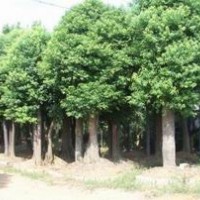 大量供應(yīng)各種規(guī)格香樟、桂花、紅葉石楠等綠化苗木