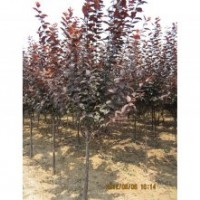 供應(yīng)紫葉李