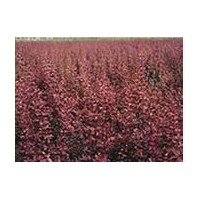 供應(yīng)紅葉小檗