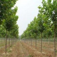 出售各種規(guī)格法桐，