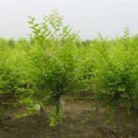 金葉榆滯銷，低價銷售！