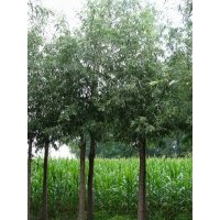 出售6-13cm饅頭柳