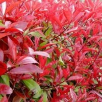 紅葉石楠、龍柏、灑金柏、金葉女貞、月季