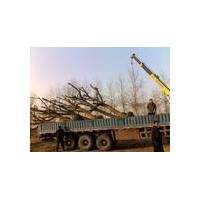 遼寧國槐價格新生苗木