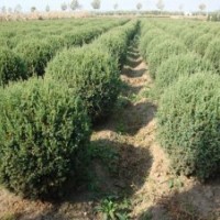 丹東檜柏檜柏球水蠟球沈陽塔柏