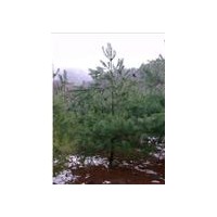 華山松、北方--華山松種植園藝場(chǎng)