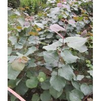 巨紫荊苗巨紫荊小苗巨紫荊樹苗熱銷緑化苗木