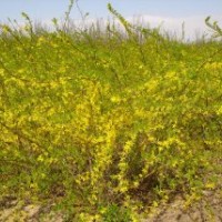 出圃價批售連翹.迎春.薔薇.龍柏.月季.火棘.劍麻.金絲桃.