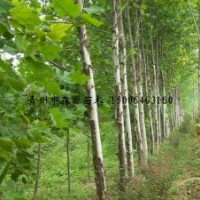 供應(yīng)各種規(guī)格法桐 法桐小苗 2-8公分法桐 大量