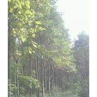 楸樹，欒樹，合歡，大葉女貞，梓樹小苗