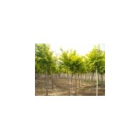 供應(yīng)國(guó)槐，刺槐，火炬，速生柳，嫁接垂柳