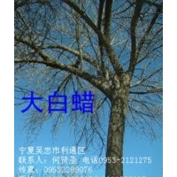 20-40公分國槐白臘