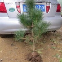 供應(yīng)黑松苗 山東黑松苗 黑松小苗