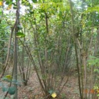 供應(yīng)叢生大紫薇，叢生大紫荊，大櫻桃