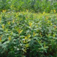 40萬畝苗木直銷金絲桃.金絲梅.紅葉石楠.紅王子錦帶