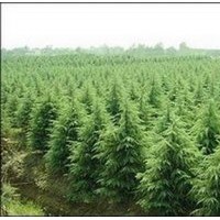 雪松供應(yīng)、南京雪松價(jià)格、廣玉蘭出售