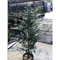 紅豆杉綠化地苗