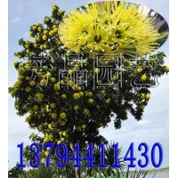 黃金熊貓苗 金蒲桃苗 澳洲黃花樹(shù)苗 黃金熊貓種子