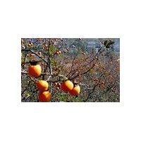 供應(yīng)占地柿子樹1-3公分柿子樹5-8公分柿子樹